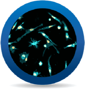 iCell® Microglia