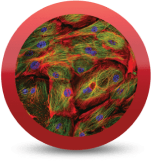 iCell® Cardiomyocytes