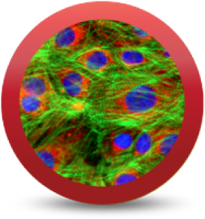 iCell® Cardiomyocytes2.0