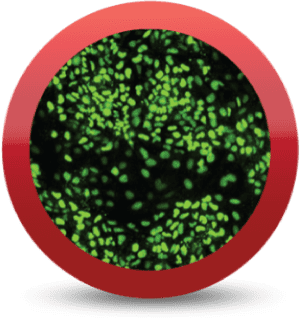 iCell® Cardiac Progenitor Cells