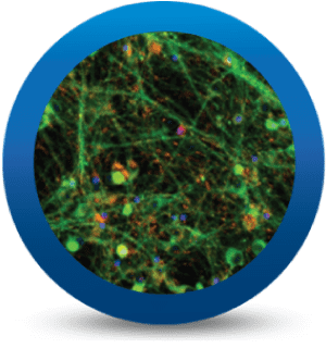 iCell® GlutaNeurons