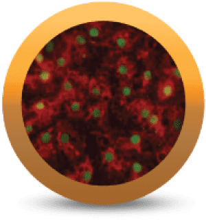 iCell® Hepatocytes
