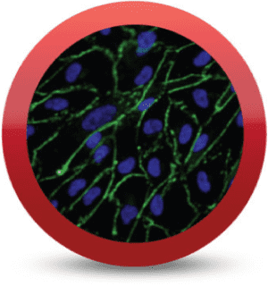 iCell® Endothelial Cells
