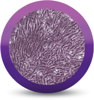 iCell® Mesenchymal Stem Cells