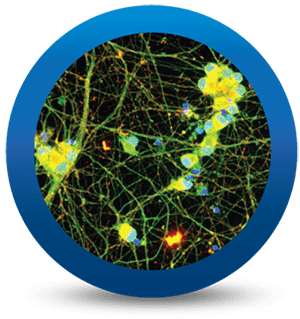 iCell® Motor Neurons