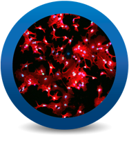 iCell® Astrocytes2.0