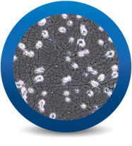 iCell® Induced Excitatory Neurons