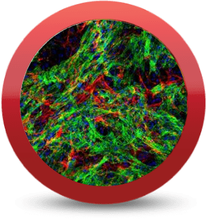 iCell® Cardiac Fibroblasts