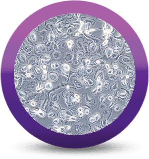 iCell® Macrophages2.0