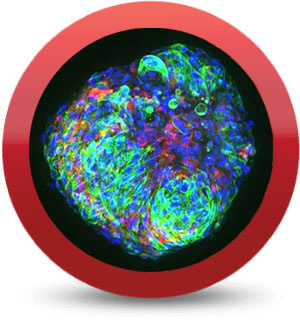 iCell® Cardio Spheres