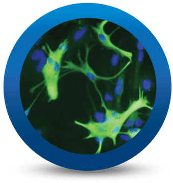 iCell® Astocytes