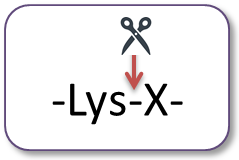 Recombinant Lysyl Endopeptidase<sup>®</sup>, Biopharmaceutical Analysis Grade (rLys-C)