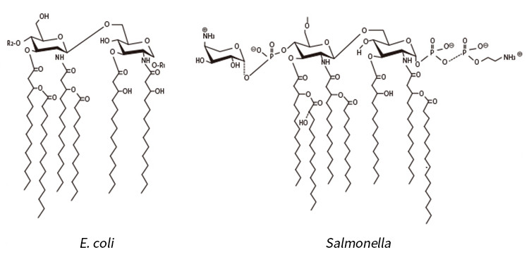 Figure 2: Lipid A Structure (E. coli and Salmonella types)