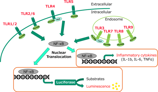 Monocyte Activation test assay principle