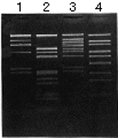 Separation of DNA markers