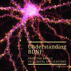 Regulation of Plasticity through the BDNF Pathway and its Role in Psychiatric Disorders