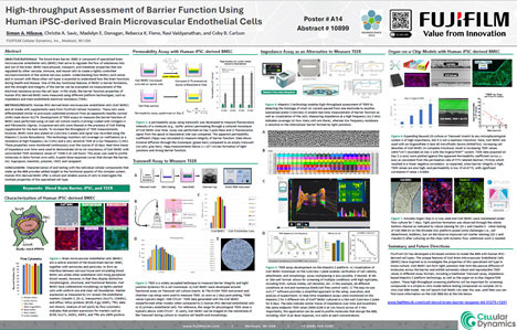 High-throughput Assessment of Barrier Function Using Human iPSC-derived Brain Microvascular Endothelial Cells