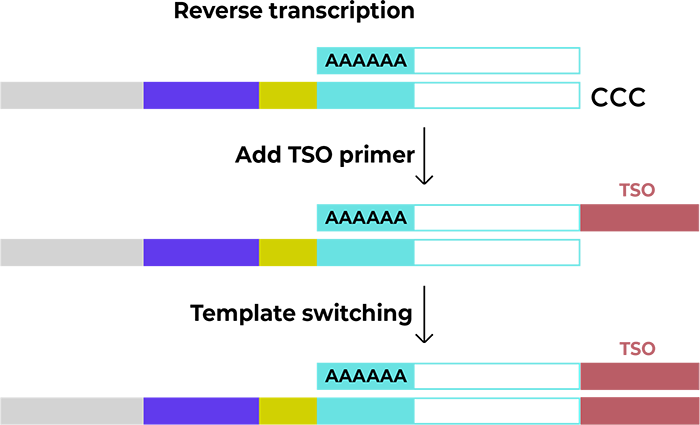 逆転写反応によるcDNAの合成