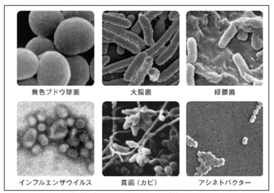 Hydro Ag+で除菌できる細菌、ウイルス、カビの種類