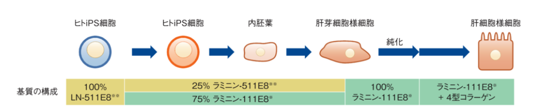  iMatrix-111を用いた肝芽細胞様細胞への分化誘導