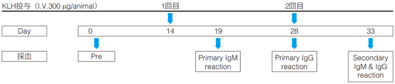 投与スケジュール
