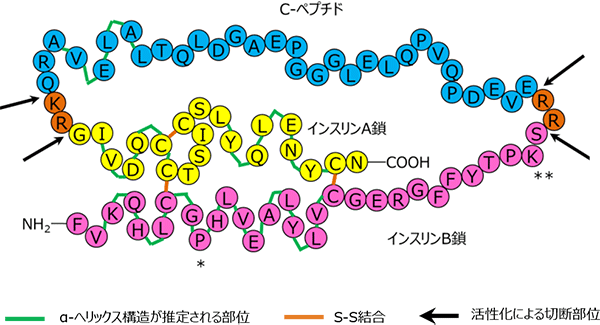 インスリンの構造