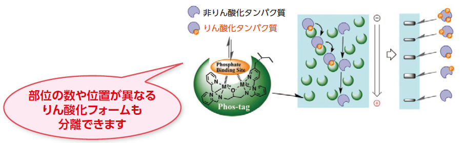 Phos-tagアクリルアミドを用いたSDS-PAGEの原理