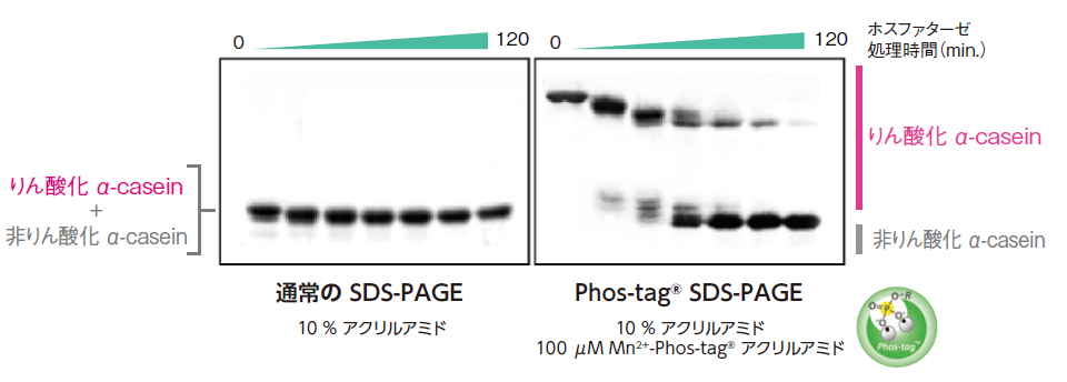 Phos-tagSDS-PAGEのりん酸化タンパク質分離結果