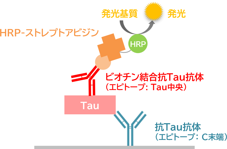 健康・医学 SOT Paipant Guide Targeting the CD47/SIRPɑ Axis in Cancer Immunotherapy