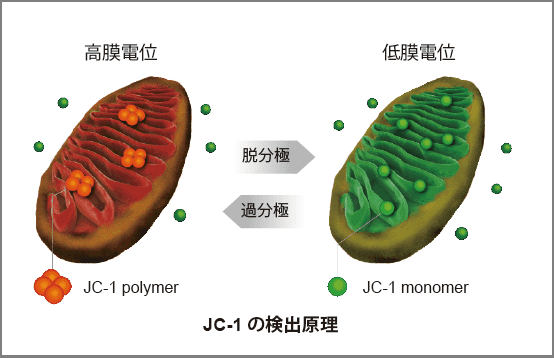 JC-1の検出原理