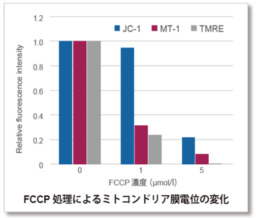 FCCP処理によるミトコンドリア膜電位の変化