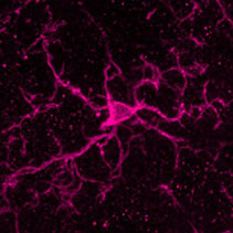 抗Iba1, ウサギ(免疫細胞化学用)を用いたマウス小脳ミクログリアの免疫組織染色