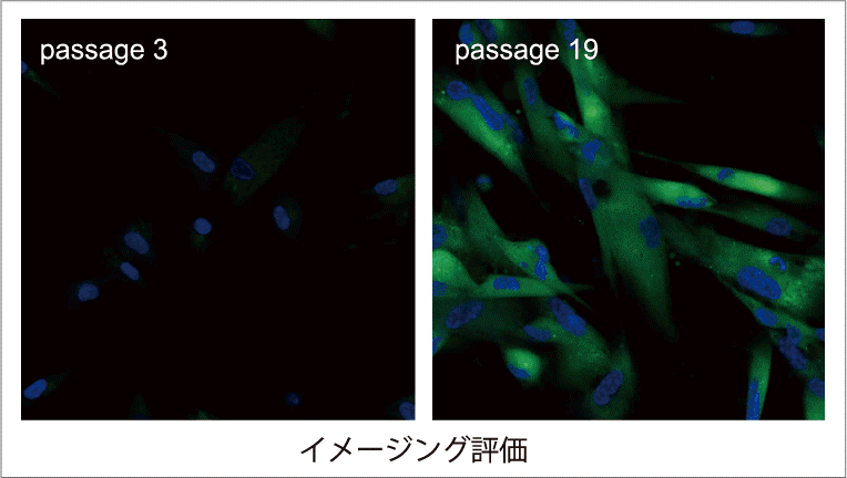 老化細胞の検出 (イメージング)