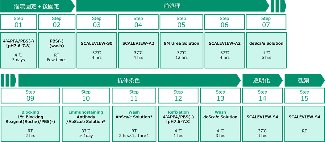 スフェロイドの免疫組織染色プロトコル (AbSca<i>l</i>e法)