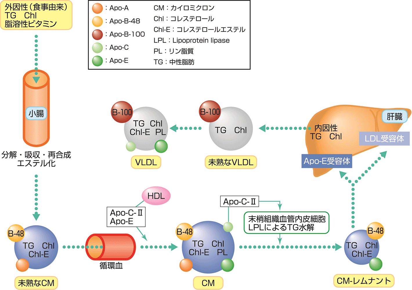 図1 脂質輸送に関連するリポタンパク質およびアポリポタンパク質