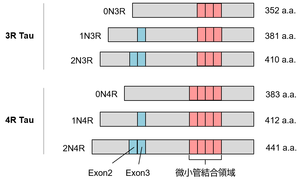 図1　ヒトのTauアイソフォーム