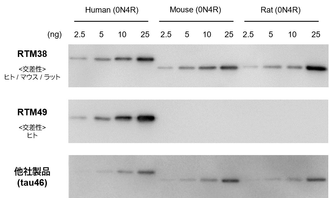 各動物種のTauに対する交差反応性