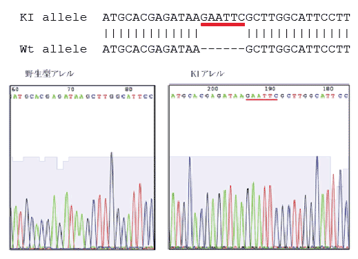 Cas9タンパク質のiPS細胞ノックイン細胞株のシークエンス解析