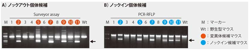 PCR-RFLPによる変異導入(ノックイン)の確認