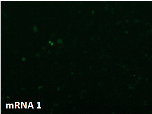 CleanCapとARCA法の細胞内でのタンパク質発現量比較1