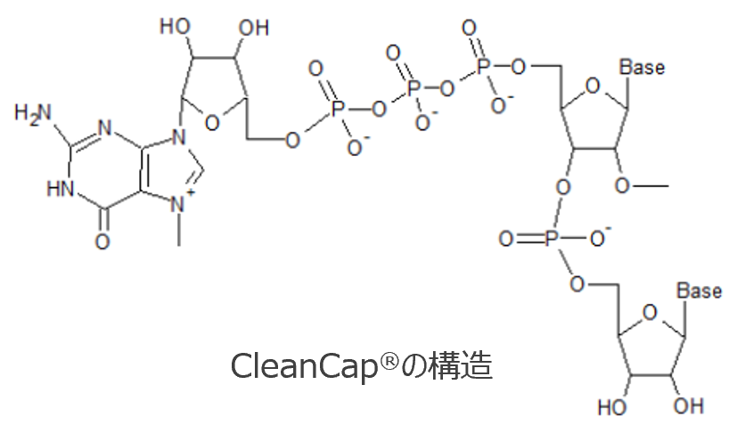 CleanCapとは？mRNAにCap1構造を付加