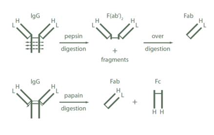 二次抗体にはWhole IgG、F(ab’)2フラグメント、Fabフラグメントがある