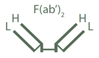二次抗体F(ab’)2フラグメントとは
