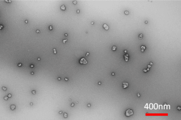 電子顕微鏡による構造観察