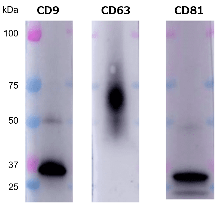 検出したCD9、CD63、CD81抗体