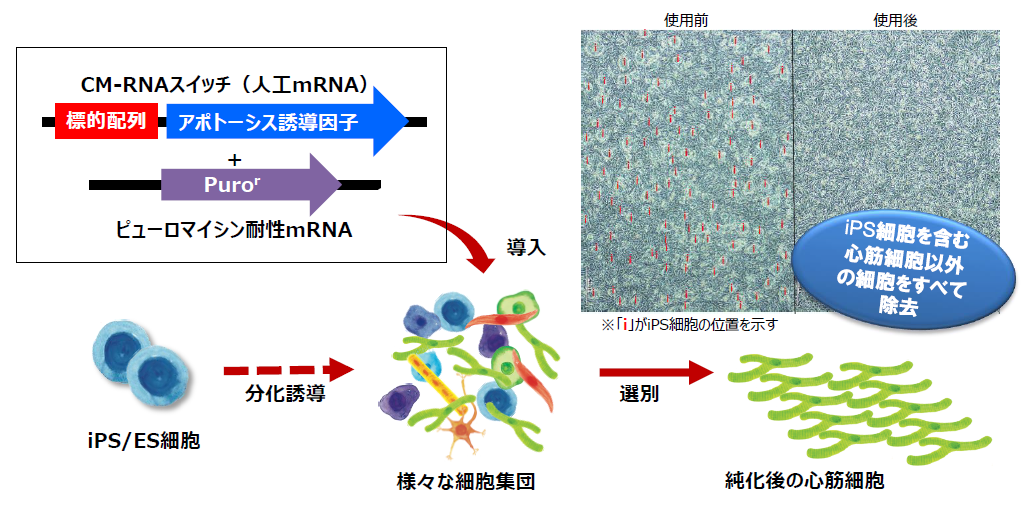 Acerna Technologies社 Rna Switch ライフサイエンス 培養 製品情報 試薬 富士フイルム和光純薬