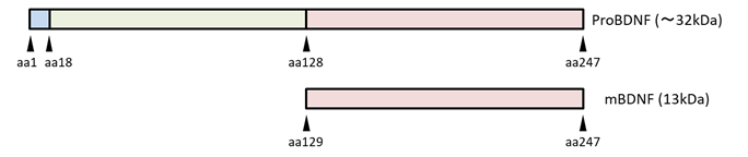 proBDNF、およびMature BDNFの構造