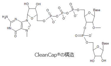 CleanCap<sup>®</sup>の構造