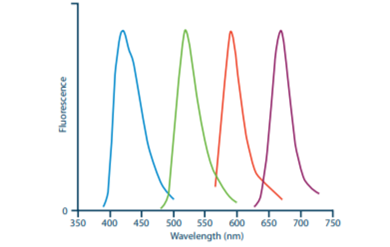 DyLight™ 405（青）、Alexa Fluor® 488（緑）、Rhodamine Red™-X（橙）、Alexa Fluor® 647（紫）標識抗体の蛍光スペクトル