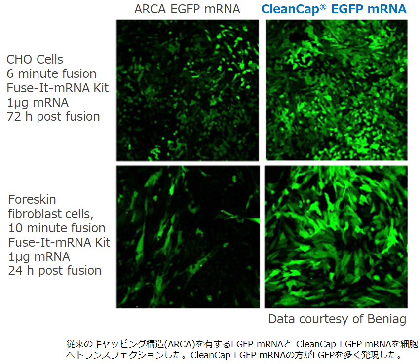 CleanCapとARCAのタンパク質発現量比較